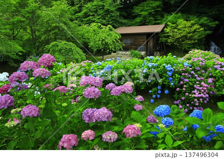 紫陽花のある風景 紫陽花のある風景 137496304