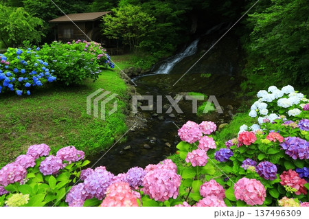 紫陽花のある風景 紫陽花のある風景 137496309
