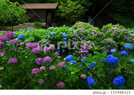 紫陽花のある風景 紫陽花のある風景 137496315