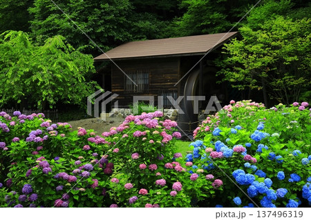 紫陽花のある風景 137496319