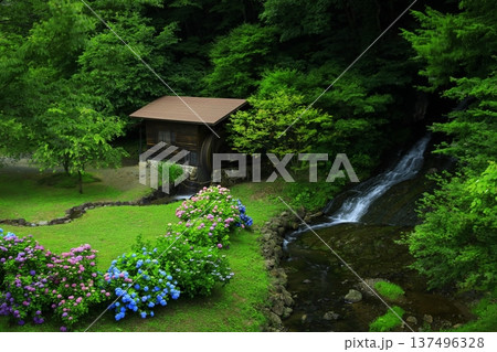紫陽花のある風景 紫陽花のある風景 137496328