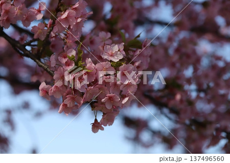 早春の公園に咲くピンク色で早咲きのカワヅザクラの花 早春の公園に咲くピンク色で早咲きのカワヅザクラの花 137496560