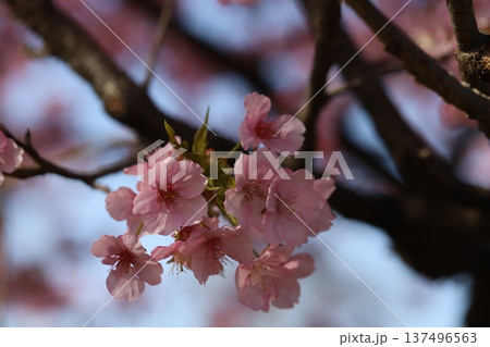 早春の公園に咲くピンク色で早咲きのカワヅザクラの花 137496563