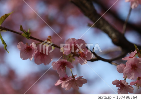 早春の公園に咲くピンク色で早咲きのカワヅザクラの花 137496564