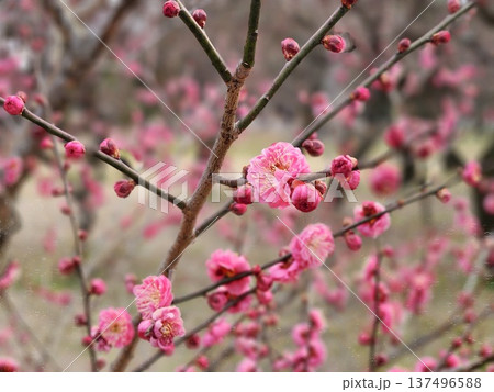 京都御所でやわらかな光に包まれた紅梅の花 京都御所でやわらかな光に包まれた紅梅の花 137496588