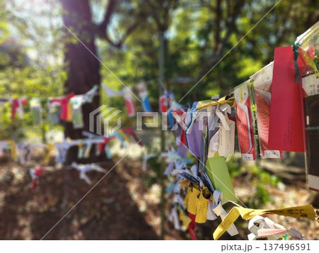 京都　下鴨神社に結ばれたカラフルなおみくじ 137496591