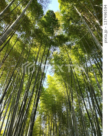 京都　高台寺の竹林を見上げる風景 137496594