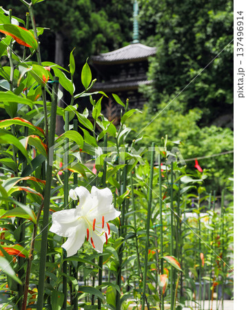 【奈良県】大和郡山市 松尾寺 境内に咲くカサブランカの花 (2024/07/17撮影) 137496914