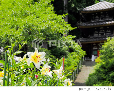 【奈良県】大和郡山市 松尾寺 境内に咲くカサブランカの花 (2024/07/17撮影) 137496915