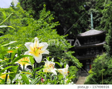 【奈良県】大和郡山市 松尾寺 境内に咲くカサブランカの花 (2024/07/17撮影) 【奈良県】大和郡山市 松尾寺 境内に咲くカサブランカの花 (2024/07/17撮影) 137496916