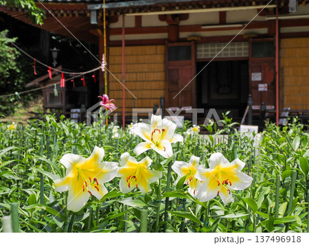 【奈良県】大和郡山市 松尾寺 境内に咲くカサブランカの花 (2024/07/17撮影) 【奈良県】大和郡山市 松尾寺 境内に咲くカサブランカの花 (2024/07/17撮影) 137496918