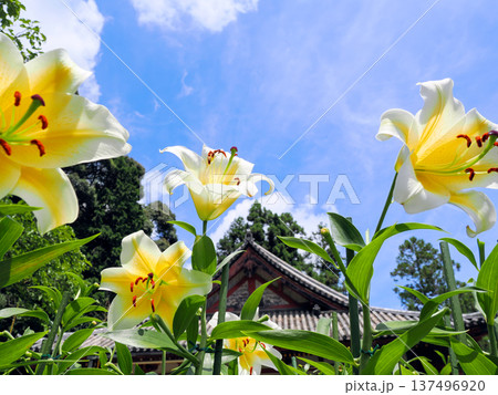 【奈良県】大和郡山市 松尾寺 境内に咲くカサブランカの花 (2024/07/17撮影) 【奈良県】大和郡山市 松尾寺 境内に咲くカサブランカの花 (2024/07/17撮影) 137496920