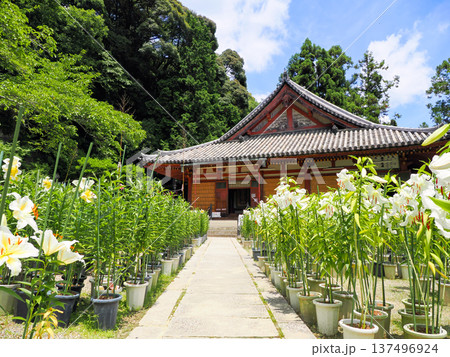 【奈良県】大和郡山市 松尾寺 境内に咲くカサブランカの花 (2024/07/17撮影) 137496924