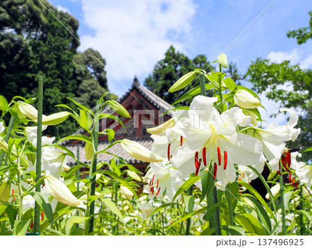 【奈良県】大和郡山市 松尾寺 境内に咲くカサブランカの花 (2024/07/17撮影) 【奈良県】大和郡山市 松尾寺 境内に咲くカサブランカの花 (2024/07/17撮影) 137496925