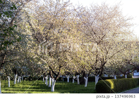 Blossom filled trees in a sunny park with white trunks and neatly trimmed hedges Blossom filled trees in a sunny park with white trunks and neatly trimmed hedges 137496963