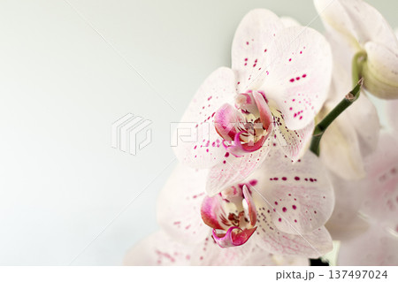 White orchid with pink speckle petals resting on soft light background for elegant floral decor White orchid with pink speckle petals resting on soft light background for elegant floral decor 137497024