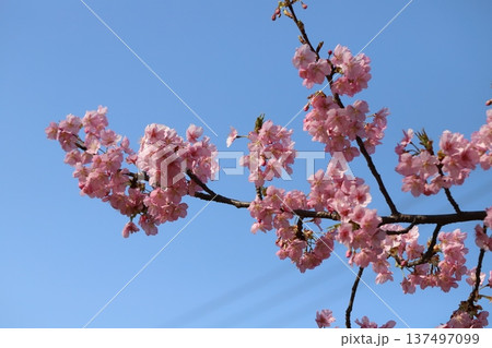 早春の公園に咲く早咲きのカワヅザクラのピンク色の花 早春の公園に咲く早咲きのカワヅザクラのピンク色の花 137497099