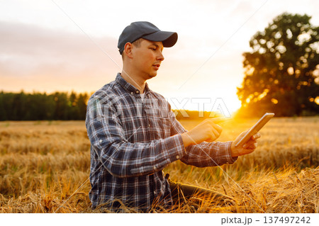 Farmer working with Tablet on wheat field. Smart farming and digital agriculture. Growth dynamics. 137497242