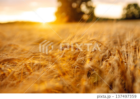 Gold wheat field. The idea of a rich harvest. Agriculture farm. Gold wheat field. The idea of a rich harvest. Agriculture farm. 137497359