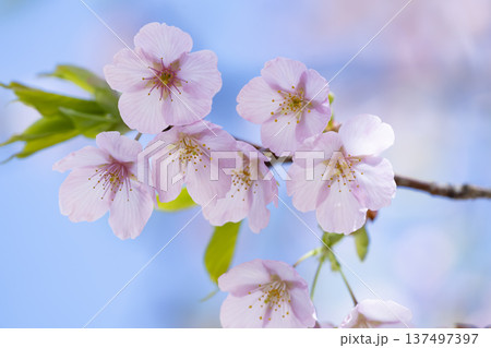 青空バックの桜 青空バックの桜 137497397