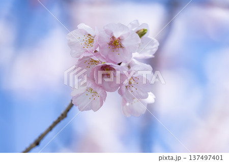 青空バックの桜 137497401
