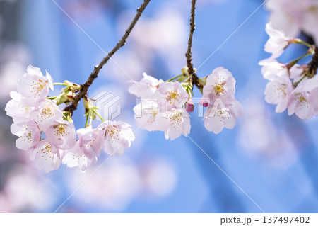 青空バックの桜 137497402