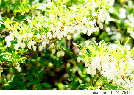 ドウダンツツジ 137497641