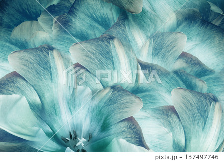 Tulips flowers  light blue..  Floral background.  Close-up. Nature. 137497746