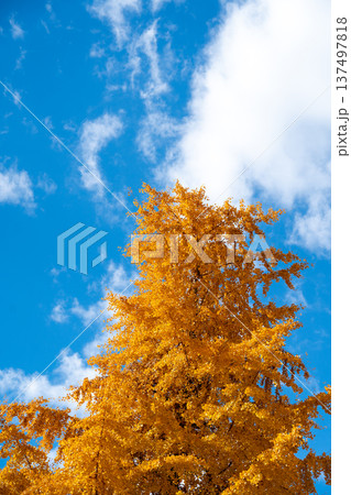Yellow color of Ginkgo tree with the clear blue sky background 137497818