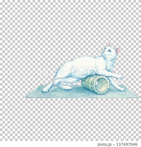 貓咪用泡沫軸放鬆筋膜，水彩拉伸 137497846