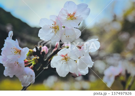 桜咲く 137497926