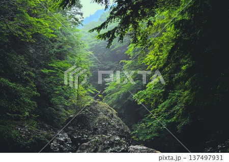 新緑に映える渓谷 新緑に映える渓谷 137497931