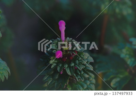 赤いサボテンの花 137497933