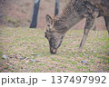 草を食べる鹿 137497992