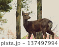 鹿の群れを背景にした鹿 137497994