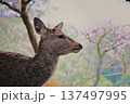 桜をバックにした鹿 137497995