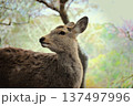 桜を見つめる鹿 137497996