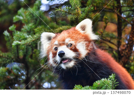 木登りするレッサーパンダ 木登りするレッサーパンダ 137498070