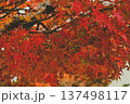 真っ赤な紅葉 137498117