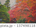 紅葉したモミジ 137498118