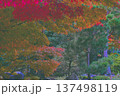 真っ赤な紅葉 137498119