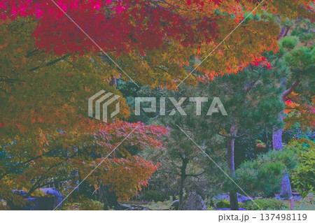 真っ赤な紅葉 真っ赤な紅葉 137498119