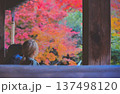 紅葉を眺める女性 137498120