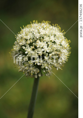 White onion flower head in bloom forming spherical allium inflorescence. Macro of flowering onion plant in vegetable garden showing seed formation stage in organic cultivation. White onion flower head in bloom forming spherical allium inflorescence. Macro of flowering onion plant in vegetable garden showing seed formation stage in organic cultivation. 137498236