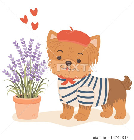 Adorable yorkshire terrier puppy wearing a red french beret standing near lavender flower pot. 137498373