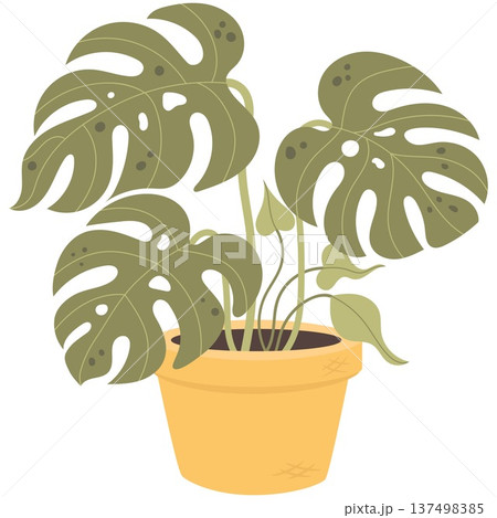 Monstera indoor house plant in decorative pot. Cute flat vector botanical illustration perfect for home decor design, stickers, gardening themes, planners and print products. Monstera indoor house plant in decorative pot. Cute flat vector botanical illustration perfect for home decor design, stickers, gardening themes, planners and print products. 137498385