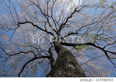 春の光に伸びる大樹 淡い桜が彩る見上げの風景 春の光に伸びる大樹 淡い桜が彩る見上げの風景 137498403