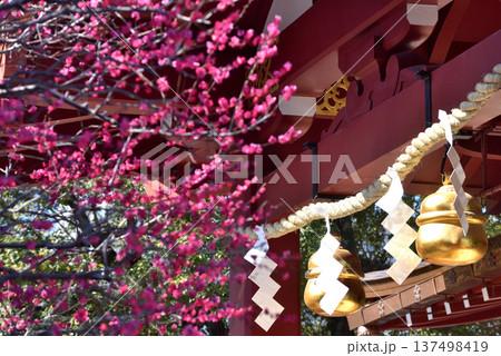 亀戸天神社前に咲く梅の花と金の鈴 137498419