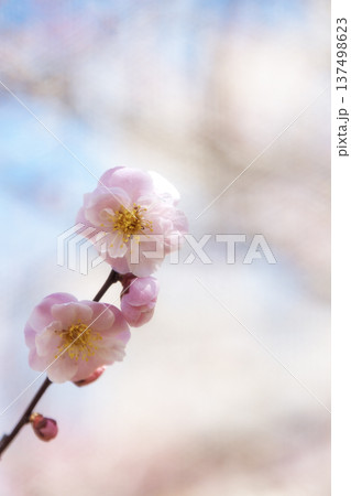 青空背景に咲くピンクの梅の花 春のイメージ 縦構図 コピースペース 青空背景に咲くピンクの梅の花 春のイメージ 縦構図 コピースペース 137498623