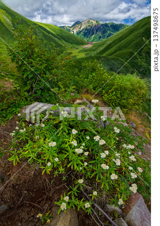 北アルプス・弓折岳稜線の高山植物と双六小屋・鷲羽岳の眺め 北アルプス・弓折岳稜線の高山植物と双六小屋・鷲羽岳の眺め 137498675